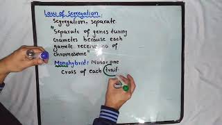 Mendels Law Of Segregation  Class 12 Biology [upl. by Carree]