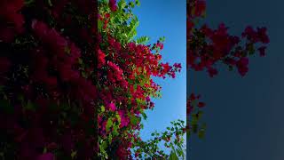 Flower status song 🌺❤🌺 flower hindi song video Whatsapp full love music song lovelymoments 🤗🤗😍😍 [upl. by Llenyt]