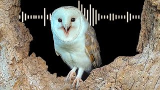 Barn Owl Sounds amp What Each Call Means  Discover Wildlife  Robert E Fuller [upl. by Oliviero704]