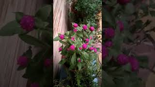 Beutiful gomphrena flower 🌺🌺indoorplants terracegardenplants trending viralvideo nature shorts [upl. by Landes]