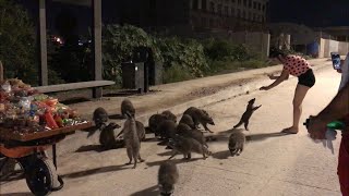 Mapaches en el Malecón de Mazatlán [upl. by Enaid572]