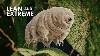 Tardigrades The Most Resilient Animals in the Universe [upl. by Gildea634]