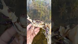 Crab catching in the fresh water at rural areas  beautiful crab nature [upl. by Bacchus]