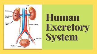 Excretion and Homeostasis  Human Biology [upl. by Brocklin]