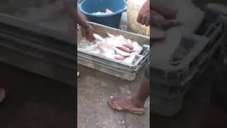 Mbour market Senegal fish arranging… kindly subscribe please Chukwudin9c [upl. by Francois]