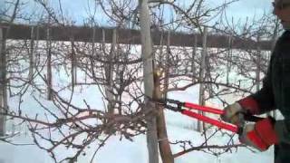 Pruning an Apple Tree with Steve Smith 2 [upl. by Hanschen]