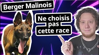 Berger Belge Malinois  Attention avec ce chien [upl. by Doownil999]