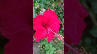 ഡിസംബറിനെ വരവേല്‍ക്കാന്‍ gangaezhimla flowergarden homegarden travel tourist theyyamkasargod [upl. by Akeihsat]