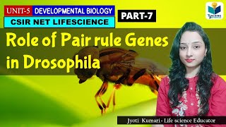 PAIR RULE GENES OF DROSOPHILAPART7  ZYGOTICSEGMENTATION GENES OF DROSOPHILA  CSIR NET DEV BIO [upl. by Lindon]