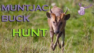 TROPHY MUNTJAC BUCK HUNT [upl. by Ogait]