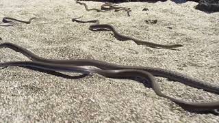 Baby Iguana Running From Snakes  Iguana Vs Snakes [upl. by Innig917]