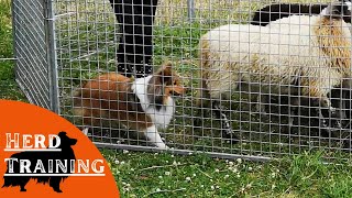 Shetland Sheepdog Herd Training [upl. by Fabrice]