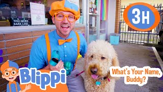 Blippi Meets a New Dog  More  Blippi and Meekah Best Friend Adventures [upl. by Lirbij535]