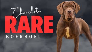 5 Month Old RARE Chocolate Boerboel [upl. by Enimassej648]