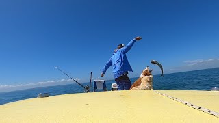 Paravane Fishing with a Fish Crazy Dog School Mackerel Moreton Bay [upl. by Weiman]