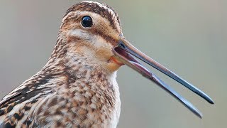 Bird sounds  Common Snipe call [upl. by Hsaniva632]