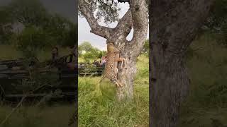 My best viewing of our original Saseka leopard that I have ever seen Enjoy 😊 [upl. by Kostman691]