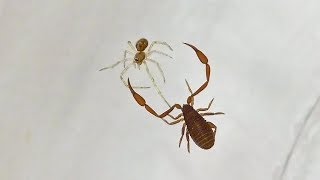 Pseudoscorpion Tangles With A Juvenile Cobweb Spider [upl. by Rehtnug]