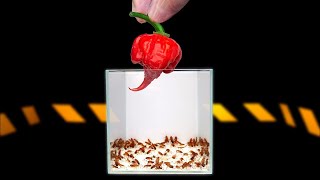 100 aç hamam böceğine dünyanın en acılı biber olan carolina reaper verirsen ne olur 2 000 000SHU [upl. by Gnart]