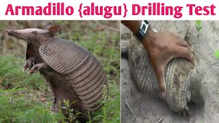 Armadillo drilling test  aalugu drilling [upl. by Yewed]