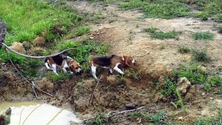 Skyviews Beagles Pounding Monster Rabbit Northern WV Beagle Club [upl. by Ehud]