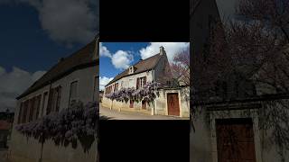 wisteria vine in Meursault France mossstreetgallery meursault france wisteria frenchhouse [upl. by Nipsirc]