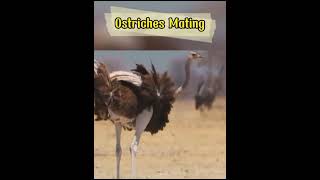 Ostrich Mating shorts [upl. by Chipman]