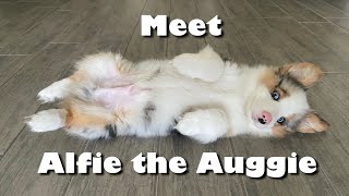 Meet Alfie The Auggie  My puppy’s hobbies  Corgi Aussie Mix [upl. by Payton]