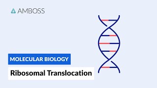 Ribosomal Translocation To the Endoplasmic Reticulum [upl. by Tiff]