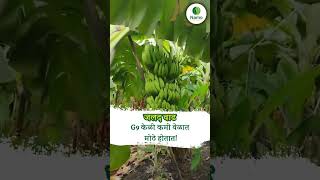 G9 केळी का आहेत भविष्यातील शेतीचा भाग🌱  g9BananaFarming NamoBioplants [upl. by Verras883]