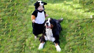 Bébé souriant et jouant avec chien de montagne bernois  Chien Mignon Et Bébé [upl. by Irvin]