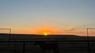 Low stress stockmanship  Part 2 Vlog at KBARRC  Family ranch lifestyle  Ranch Roping [upl. by Akemad]