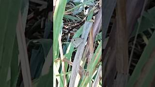 Life cycle of a butterfly beginsends continuously from egg caterpillarpupa butterfly butterfly [upl. by Sitto]