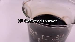 XHUMATE Ascophyllum Nodosum Natural Plant Growth Substance Organic Fertilizer Seaweed Extract [upl. by Massey195]