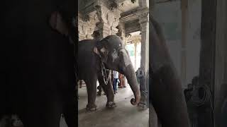 Elephant in srirangam [upl. by Cirdor]