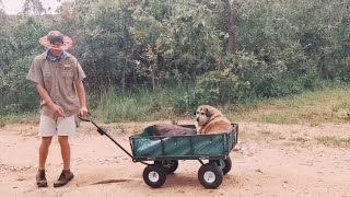 These good humans carry elderly dog in wagon for 2 hours every day [upl. by Obellia]