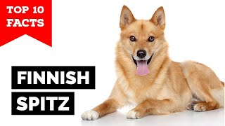 Finnish Spitz  Top 10 Facts [upl. by Karleen]