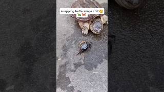 snapping turtle snaps crab😲🐢 🦀 wildlife snappingturtle animal scary shorts crab [upl. by Lertnahs621]