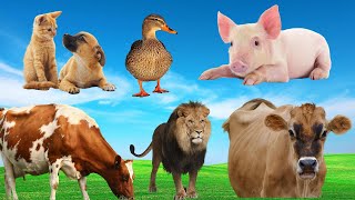 Farm animal sounds chickens cows dogs pigs goats sheep Farm animals [upl. by Chader]