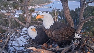 FOBBV CAM🦅Dusk Rendezvous🌙Pancake amp Pine Cone Party💕20240104 [upl. by Letrice199]