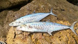 דיג פלמידה  Spanish mackerel fishing in Israel [upl. by Desta]