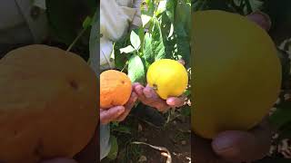 Can you guess what is this fruit lying on the tree exoticfruitplants shorts [upl. by Inimod]