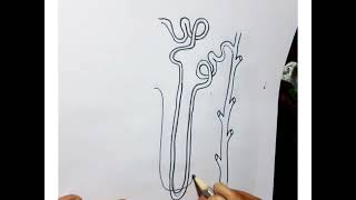 drawingviralvideo Nephron ka sketch [upl. by Lorimer]