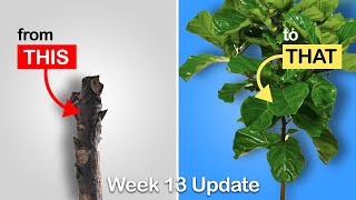 Easy way to get more branches on your Fiddle Leaf Fig or Rubber Tree Week 13 Update [upl. by Ellehcirt]