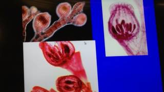 Bio lab protista division Rhodophyta [upl. by Omsoc]