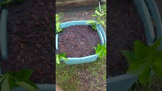 how to propagate lemon trees [upl. by Akim]