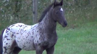 Knabstrupper cross Friesian foal playing  Horses for sale [upl. by Smukler]