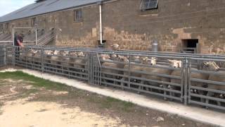 ProWay sheep yards  Mt Schanck South Australia [upl. by Jeanine837]