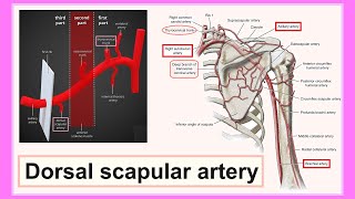 dorsal scapular artery [upl. by Edyak]