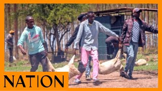 Looters descend on Kenyatta family Northlands farm steal livestock [upl. by Prisca]